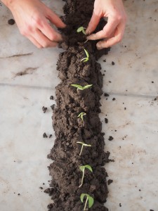 Seedlings planted on marble floor of the Norwegian Opera